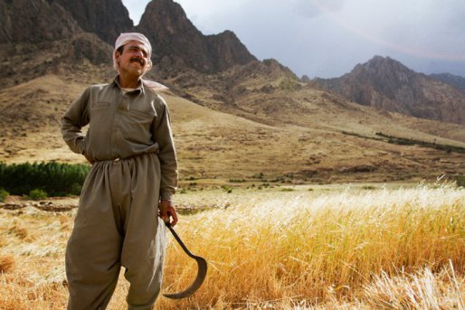 دلالان چند قدم جلوتر از دولت در خرید گندم از کشاورزان/ پیش خریدهای چندبرابر نرخ دولتی که هر کشاورزی را وسوسه می‌کند!