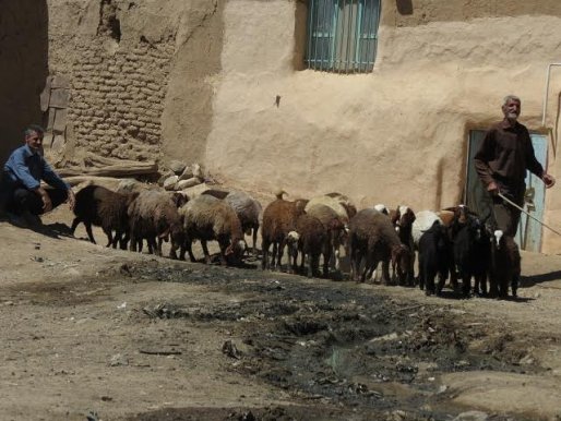 نبض زندگی در میان فاضلاب روستایی شهرستان قروه + تصاویر