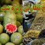 تشکیل 28 فقره پرونده در بازرسی ویژه شب یلدا