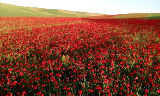 دشت گل های شقایق در روستای شیخ جعفر قروه +تصاویر