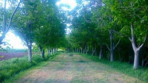 تصاویری از طبیعت بهاری روستای احمد آباد پنجه