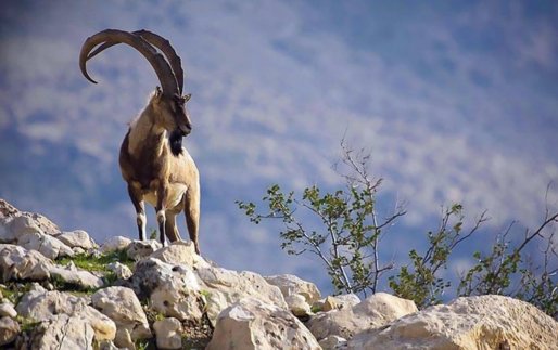 سرشماری حیات وحش بدرو پریشان کردستان انجام شد