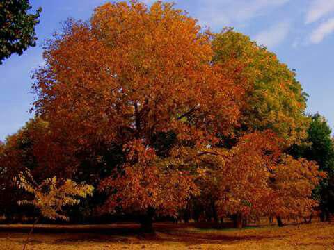 طبیعت پاییزی شهرستان قروه