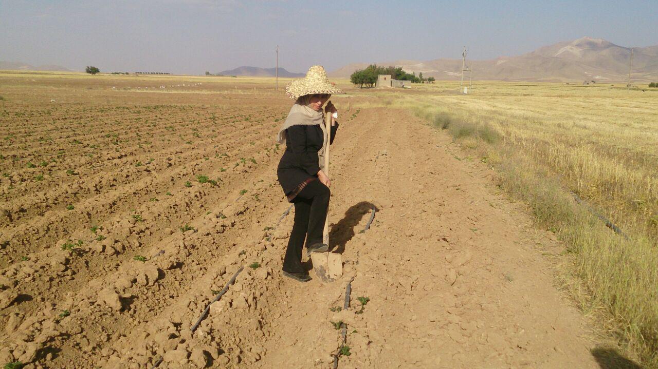 کشت زعفران برای نخستین بار در استان کردستان با استفاده از تسهیلات اقتصاد مقاومتی